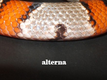 Lampropeltis alterna