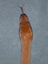 Lamprophis fuliginosus