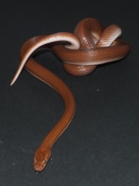 Lamprophis fuliginosus