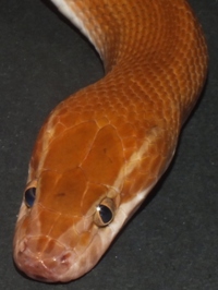 Lamprophis fuliginosus