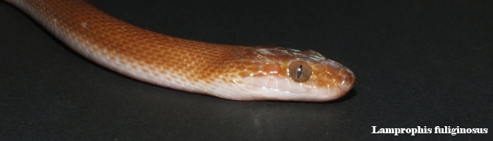 Lamprophis fuliginosus