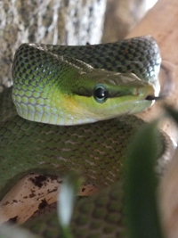 Gonyosoma oxycephalum