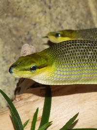 Gonyosoma oxycephalum