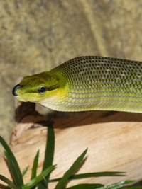 Gonyosoma oxycephalum