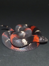 Lystrophis pulcher