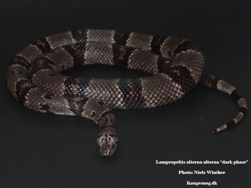 Lampropeltis alterna alterna "dark phase"