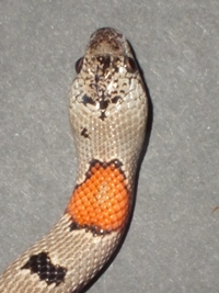 Lampropeltis alterna blarii