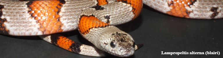 Lampropeltis alterna blarii