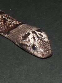 Lampropeltis alterna alterna