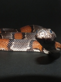 Lampropeltis alterna alterna