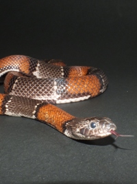 Lampropeltis alterna alterna