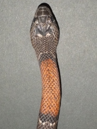 Lampropeltis alterna alterna