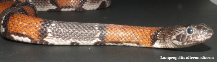 Lampropeltis alterna alterna