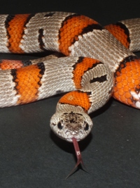 Lampropeltis alterna blarii