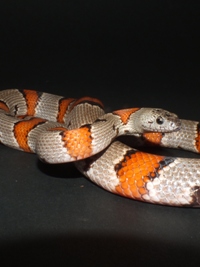 Lampropeltis alterna blarii