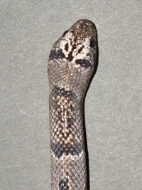 Lampropeltis alterna alterna