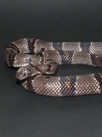 Lampropeltis alterna alterna