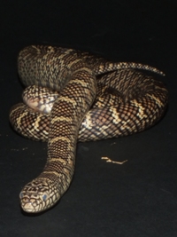 Lampropeltis getula brooksi