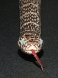 Lampropeltis getula brooksi