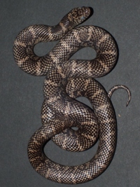 Lampropeltis getula brooksi