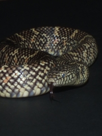 Lampropeltis getula brooksi