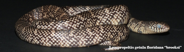 Lampropeltis getula brooksi