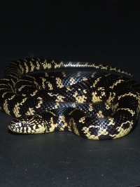 Lampropeltis getula floridana