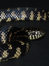 Lampropeltis getula floridana