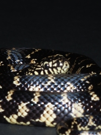 Lampropeltis getula floridana