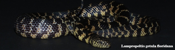 Lampropeltis getula floridana