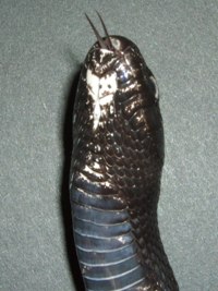 Getula Negrita