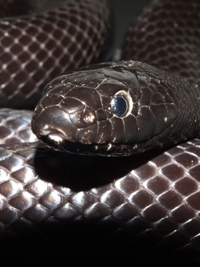 Lampropeltis getula californiea (negrita)