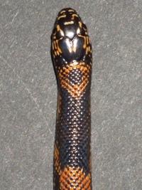 Lampropeltis getula goini