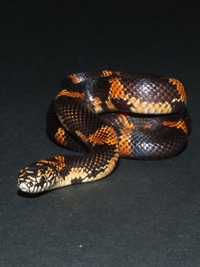 Lampropeltis getula goini