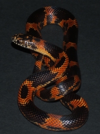 Lampropeltis getula guini