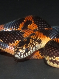 Lampropeltis getula goini