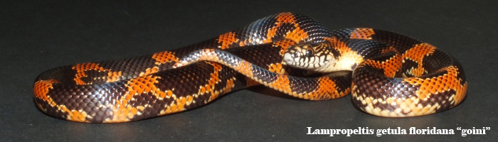 Lampropeltis getula goini