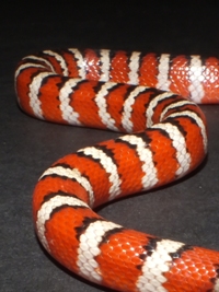 Lampropeltis pyromelana pyromelana