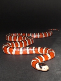 Lampropeltis pyromelana pyromelana