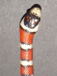 Lampropeltis pyromelana pyromelana