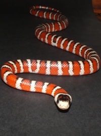 Lampropeltis pyromelana pyromelana