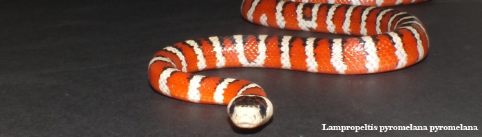 Lampropeltis pyromelana pyromelana