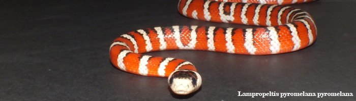 Lampropeltis pyromelana pyromelana