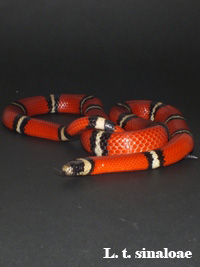 Lampropeltis triangulum sinaloae