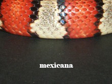 Lampropeltis mexicana