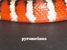 Lampropeltis pyromelana