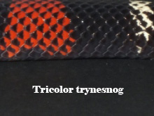 Tricolor trynesnog