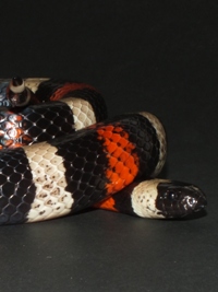 Lampropeltis triangulum campbelli