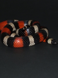 Lampropeltis triangulum campbelli