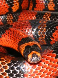 Lampropeltis trinagulum hondurensis